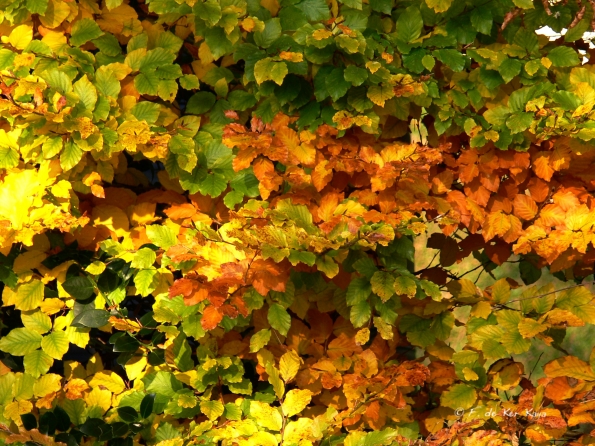 Chant d'automne 2012 (13)